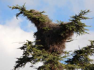 Queste �dimore� imponenti possono per� danneggiare gli alberi, causando un cedimento dei rami e l�indebolimento della pianta, con possibili rischi per la sicurezza